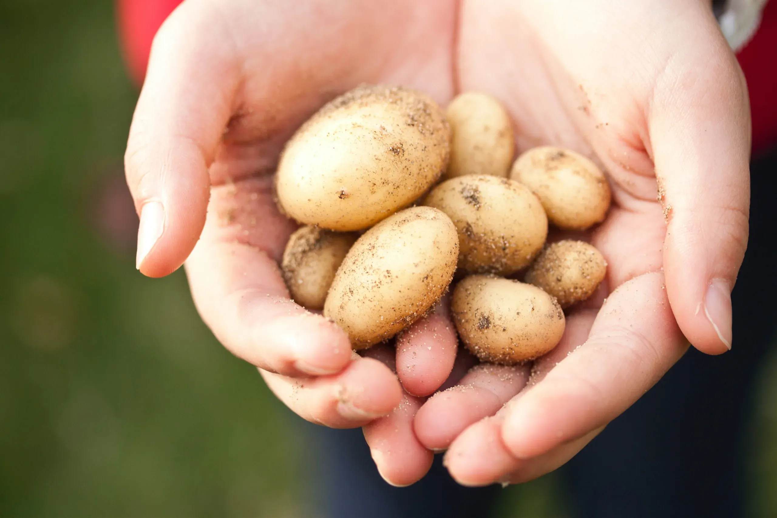 potato (11)