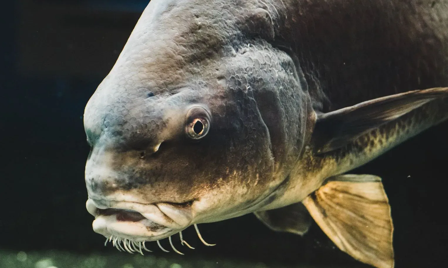 Mating calls of Black Drum Fish