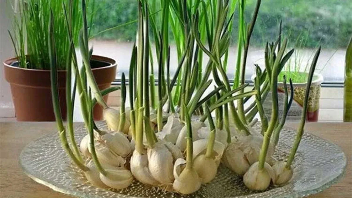 use sprouted onion what happens use it
