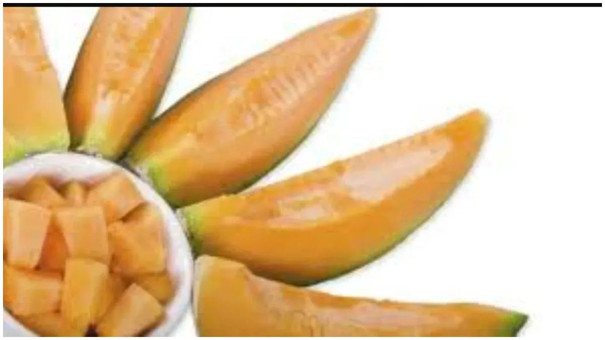 Cucurbita Maxima