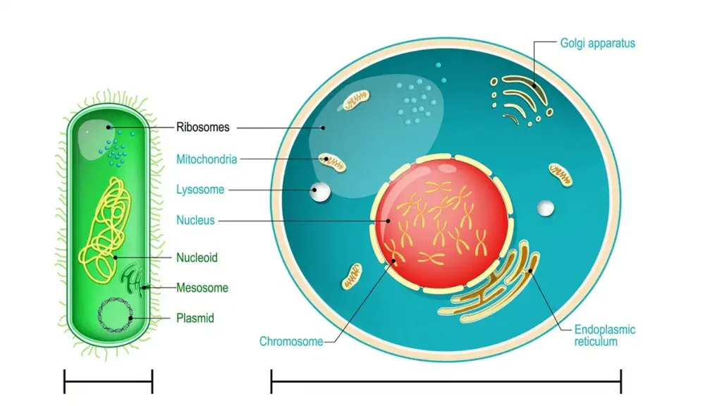 dried yeast