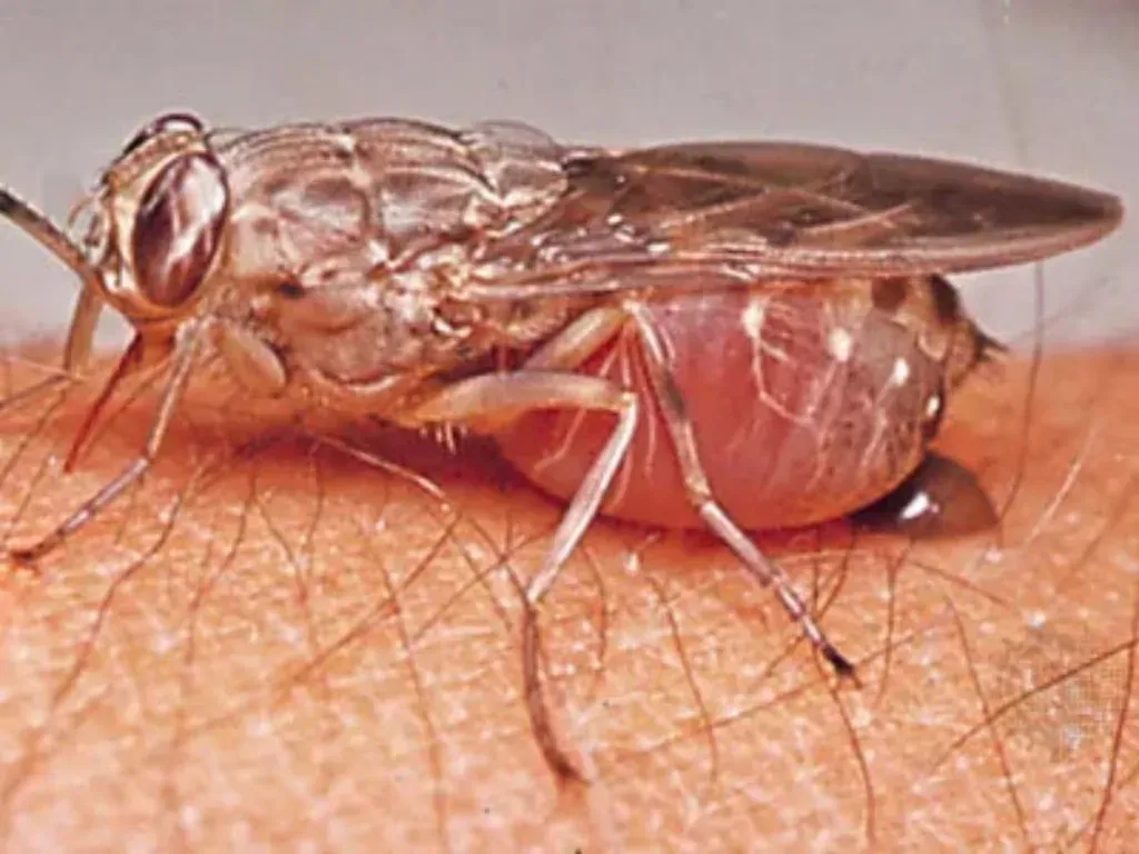 Insects that are More Dangerous than Snakes