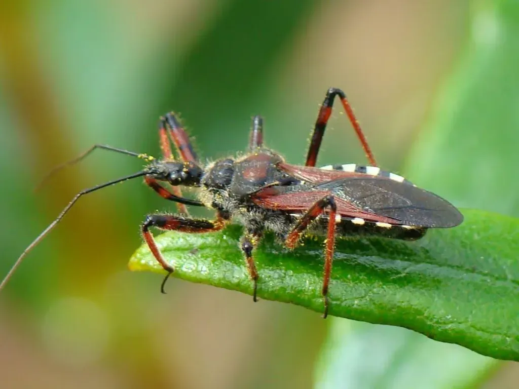 Insects that are More Dangerous than Snakes