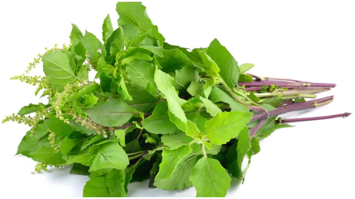 Tulsi Benefits For Hair