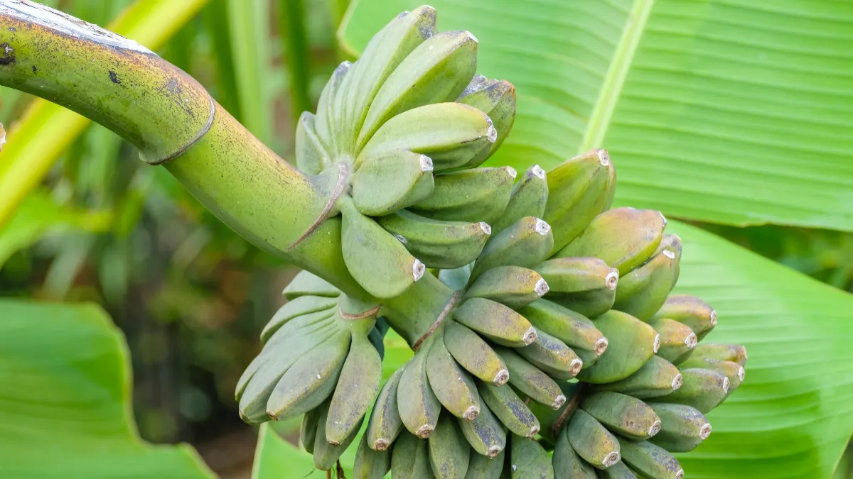 Banana Stem