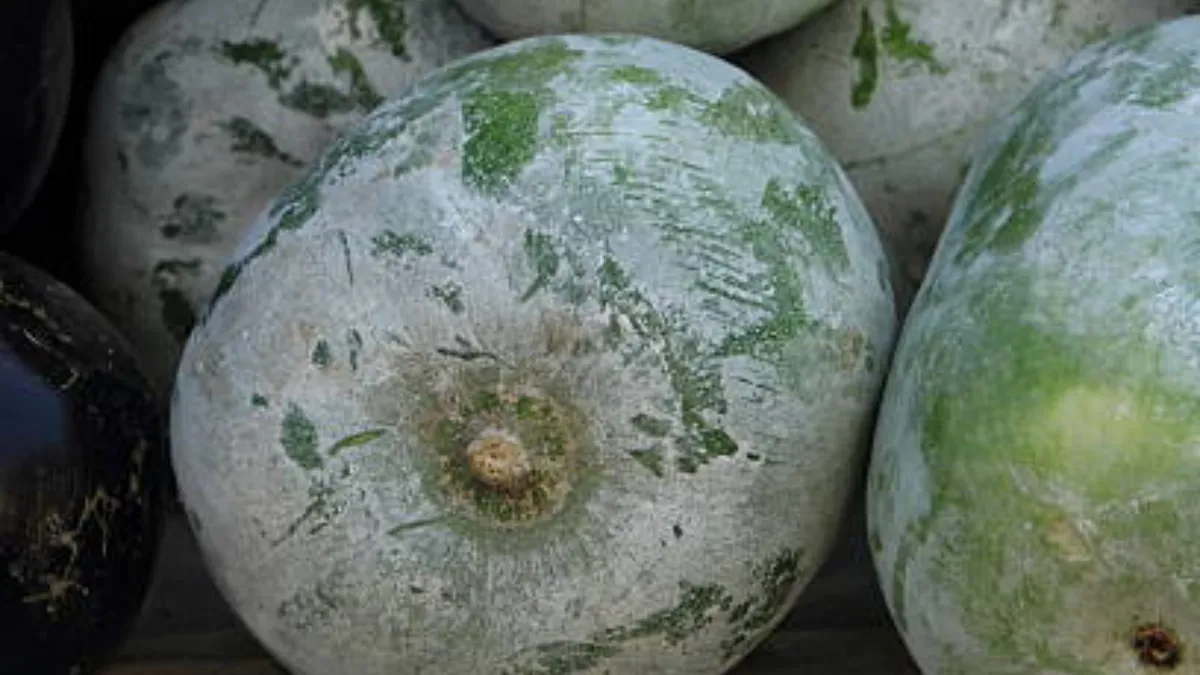 Ash Gourds juice