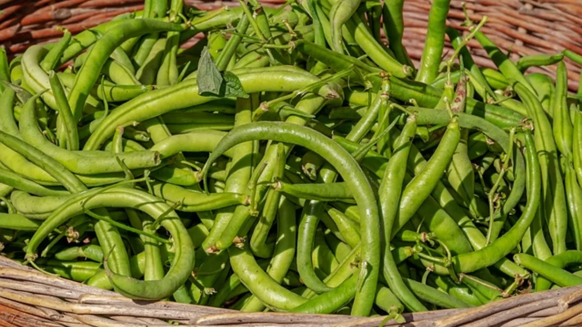  Eating beans vegetable keeps sugar levels in body under control 