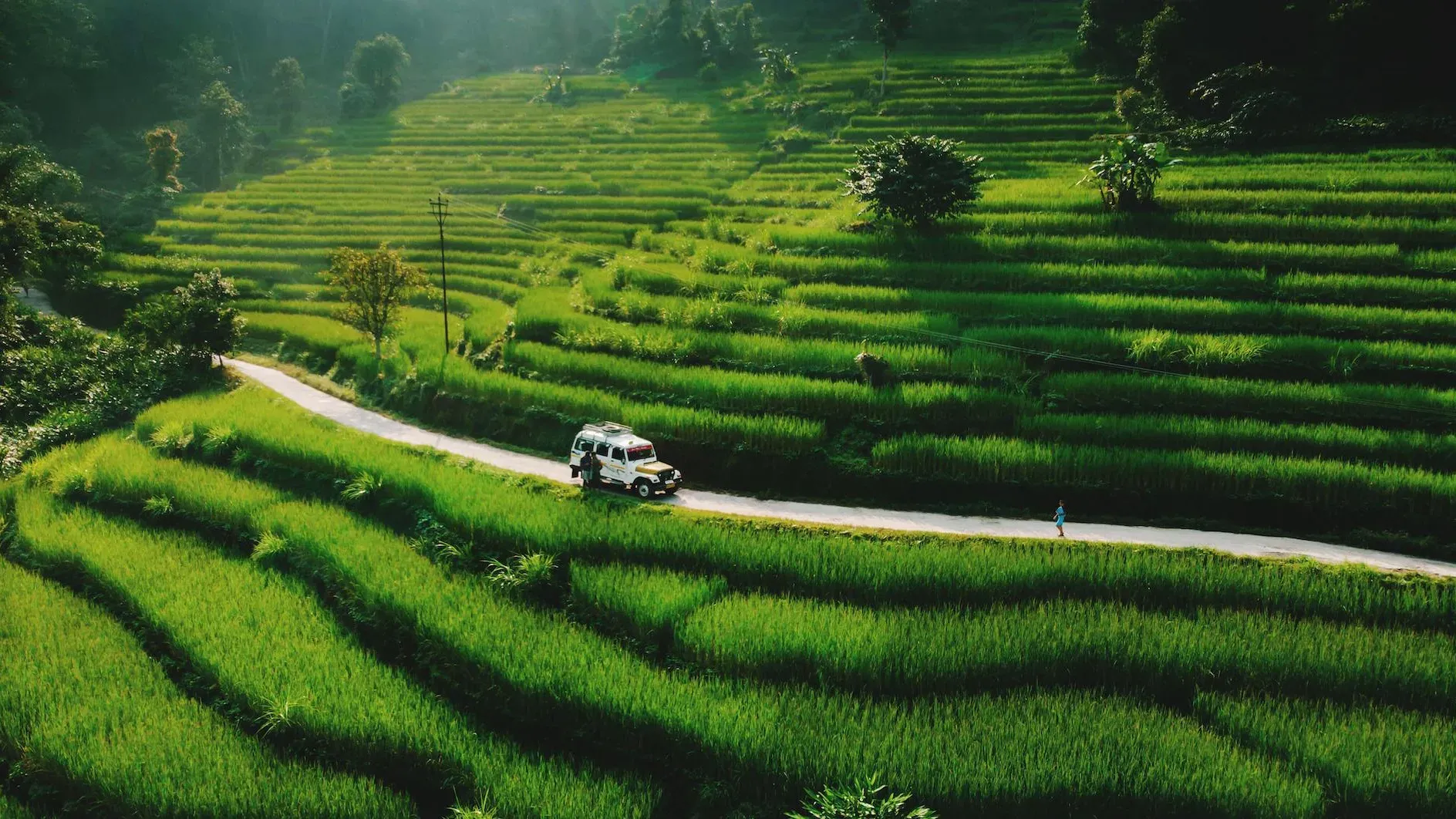 Kalimpong Tea Estate