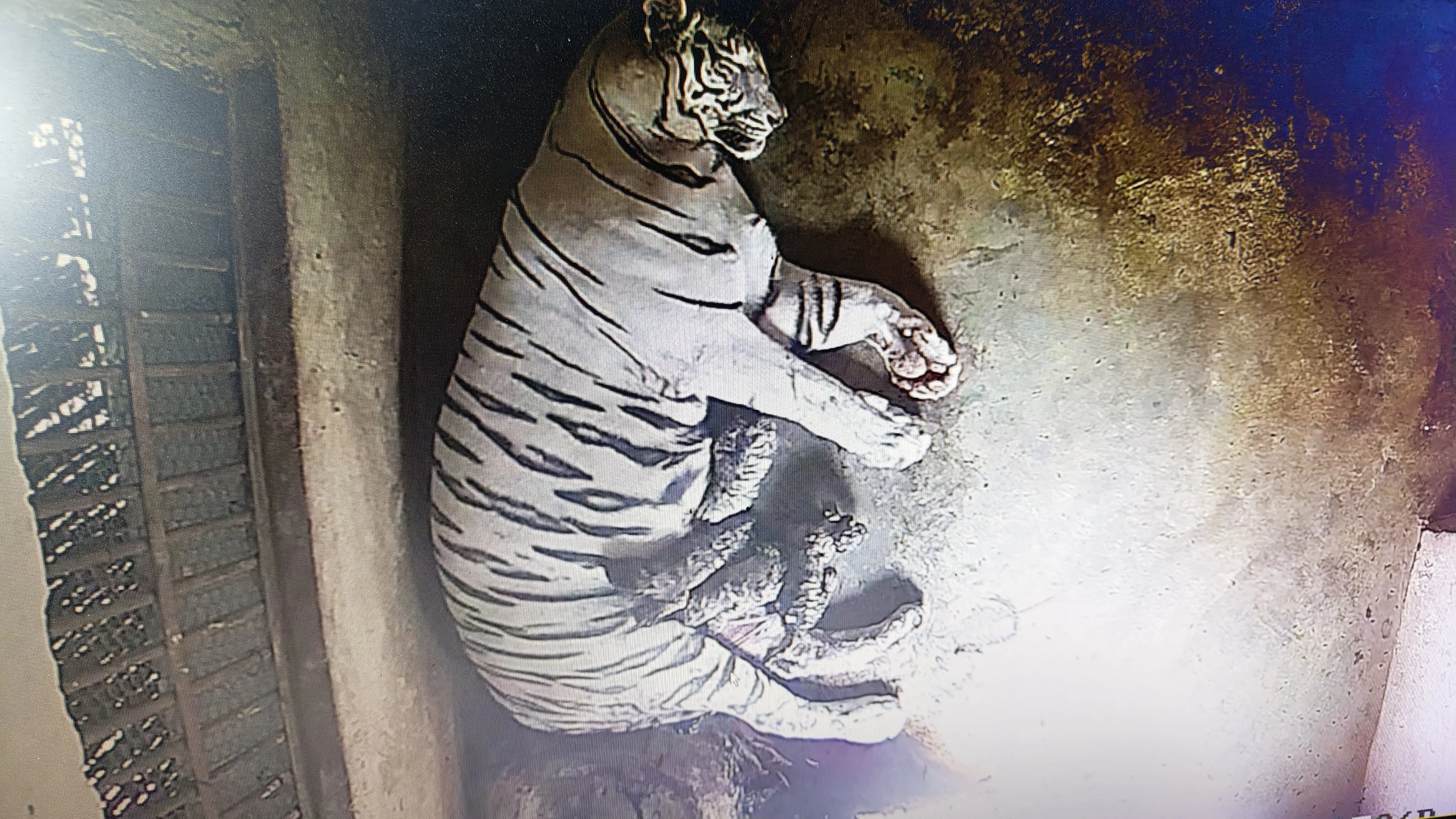 tigress rupa