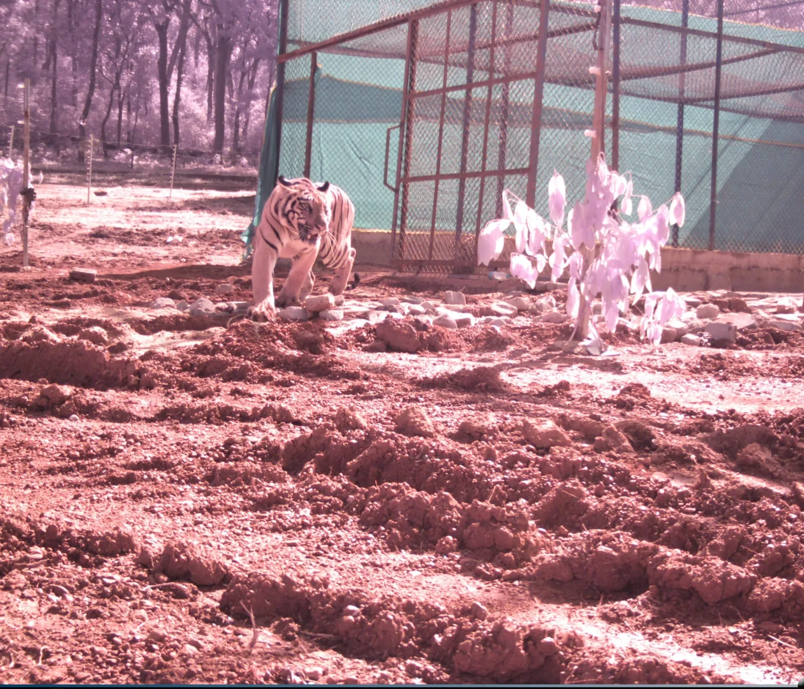 tigress jamuna