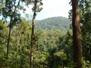Niaymgiri-forests