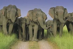 Three cheers! Indian Elephants scentingCorbett National Park, India.