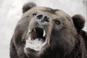 bear_attack
