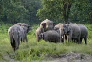 elephants