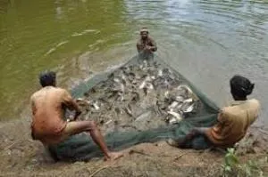 fish farming
