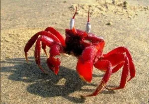 red crab