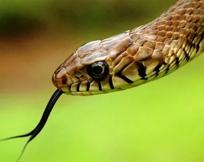 indian-rat-snake-dhaman