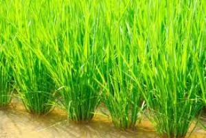 paddy field