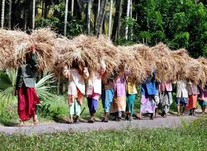 Paddy Harvest