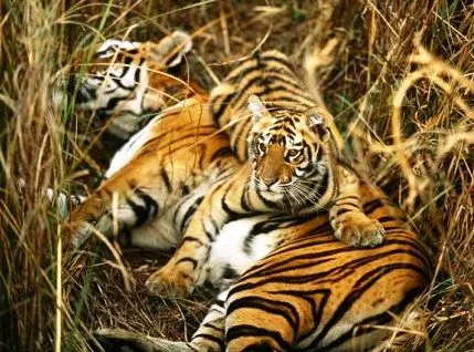 Royal Bengal Tigers