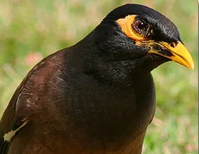 common mynah