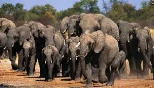 elephant herd