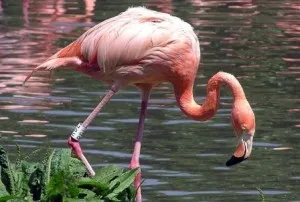 Flamingo