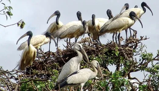 Bhitarkanika birds