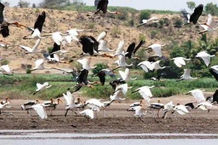 migratory birds