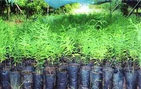 plantation_drive