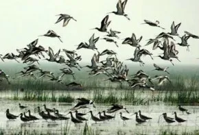 Chilika Birds 1