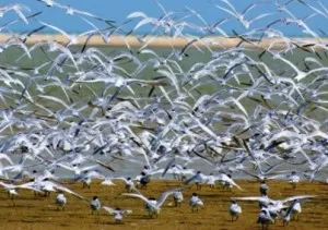 Chilika Birds