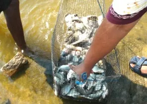 Chilika Fish Catch