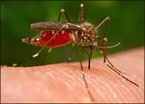 Malaria Mosquito