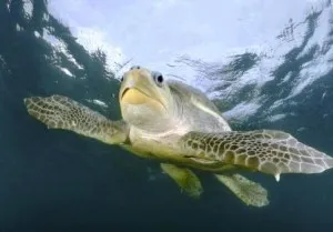 Olive Ridley Sea Turtles