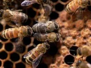 honeybees