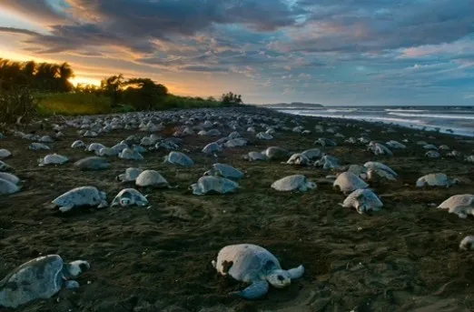 Olive Ridley Turtles