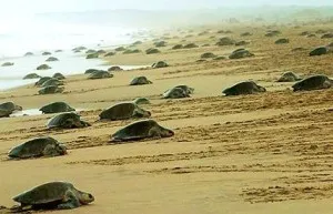 Olive Ridley Turtles: Mass Nesting