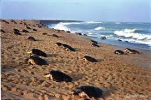 Olive Ridley turtles heading for Nasi-II ( File pic)
