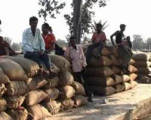 paddy procurement