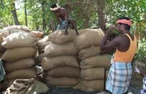 paddy procurement
