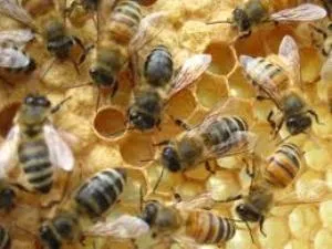 bee keeping