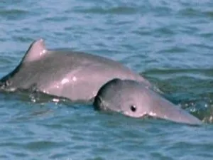 dolphin