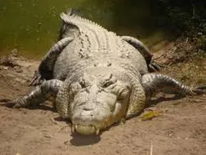 estuarine croc