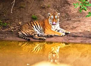 Courtesy: ibnlive.com Pic by Mohan Nagrajan 