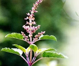 tulsi