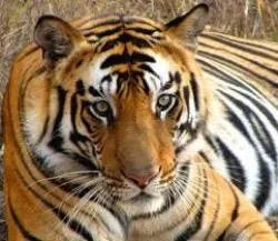 wild tiger