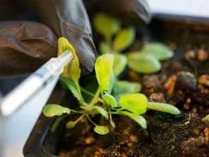bionicplants (pic courtesy livingeco.com)