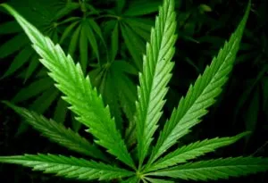 Marijuana