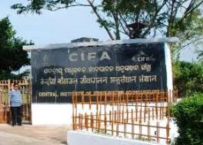 CIFA 1